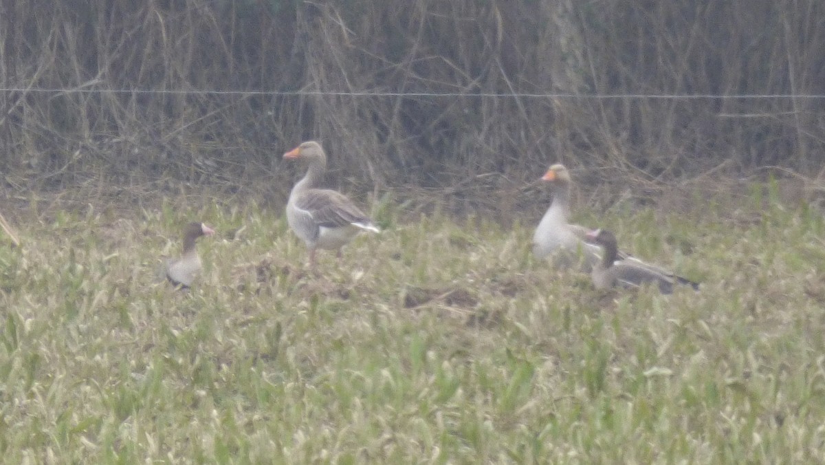 Greater White-fronted Goose - ML614392935