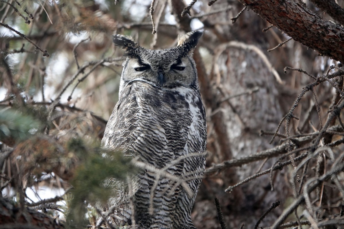 Great Horned Owl - ML614393037