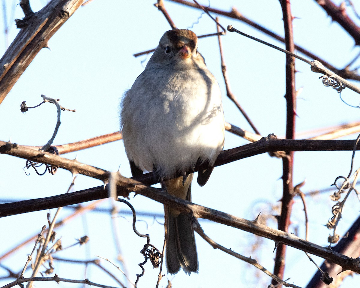 White-crowned Sparrow - ML614393066