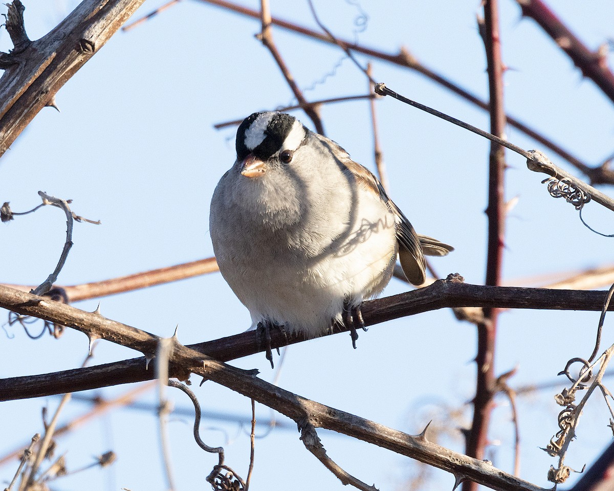 White-crowned Sparrow - ML614393115