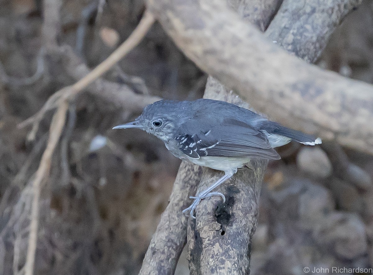Band-tailed Antbird - John Richardson