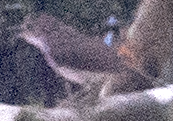White-chested Babbler - ML614393473
