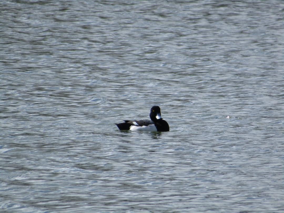 Greater Scaup - ML614393563