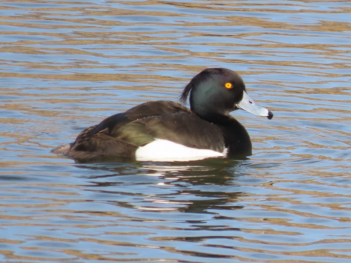 Tufted Duck - ML614393572