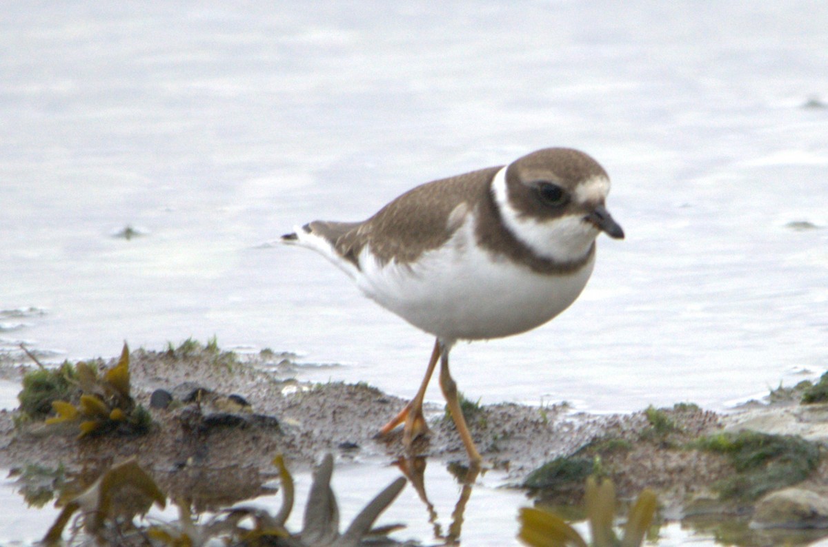 Semipalmated Plover - ML614393589