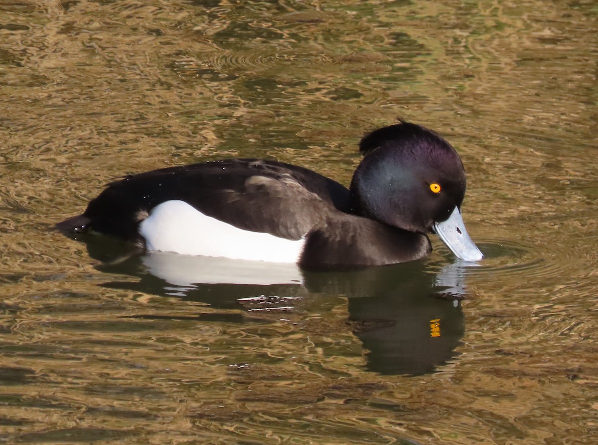 Tufted Duck - ML614393651