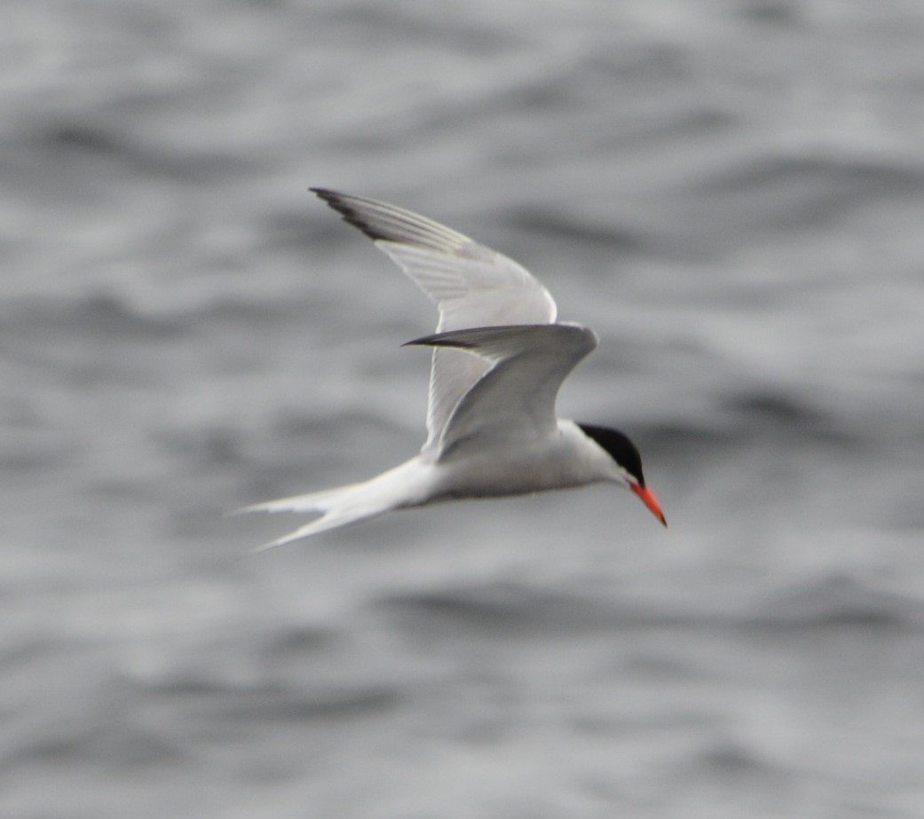 Arctic Tern - Pierre Banville