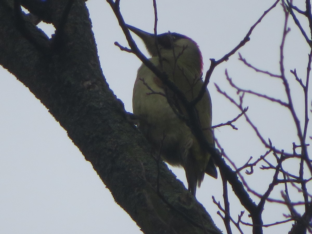 Eurasian Green Woodpecker - ML614393687