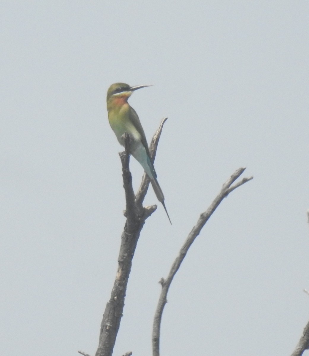 Blue-tailed Bee-eater - ML614394025