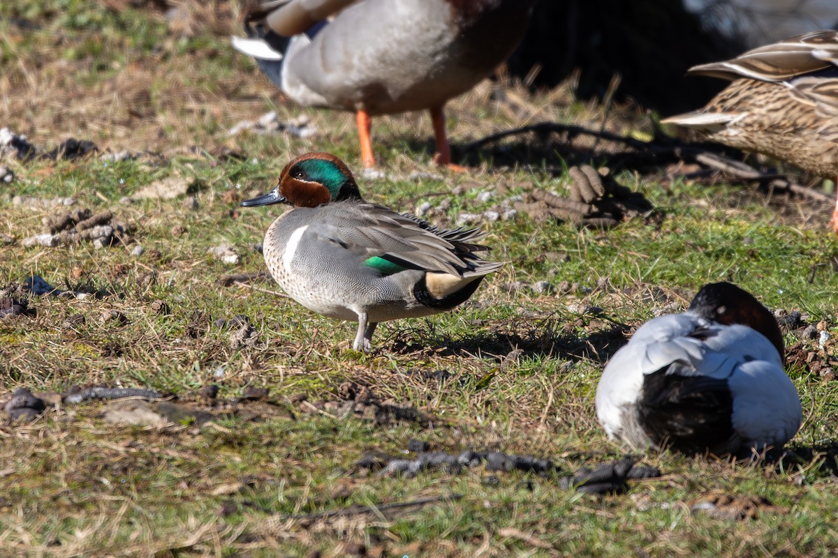 Green-winged Teal - ML614394043