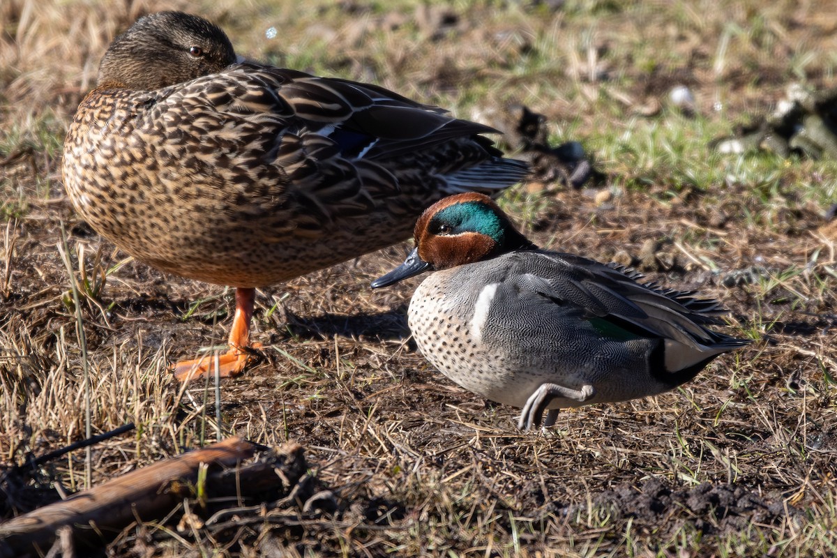 Green-winged Teal - ML614394049