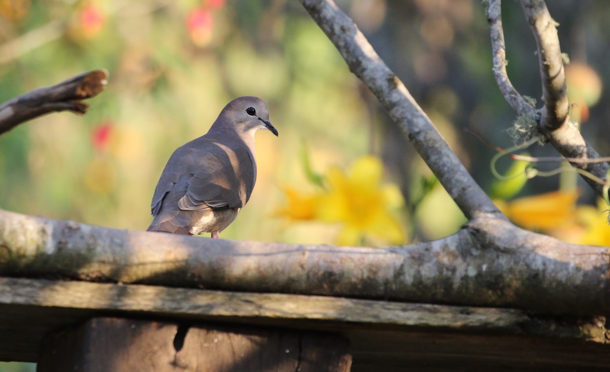 Large-tailed Dove - ML614394099