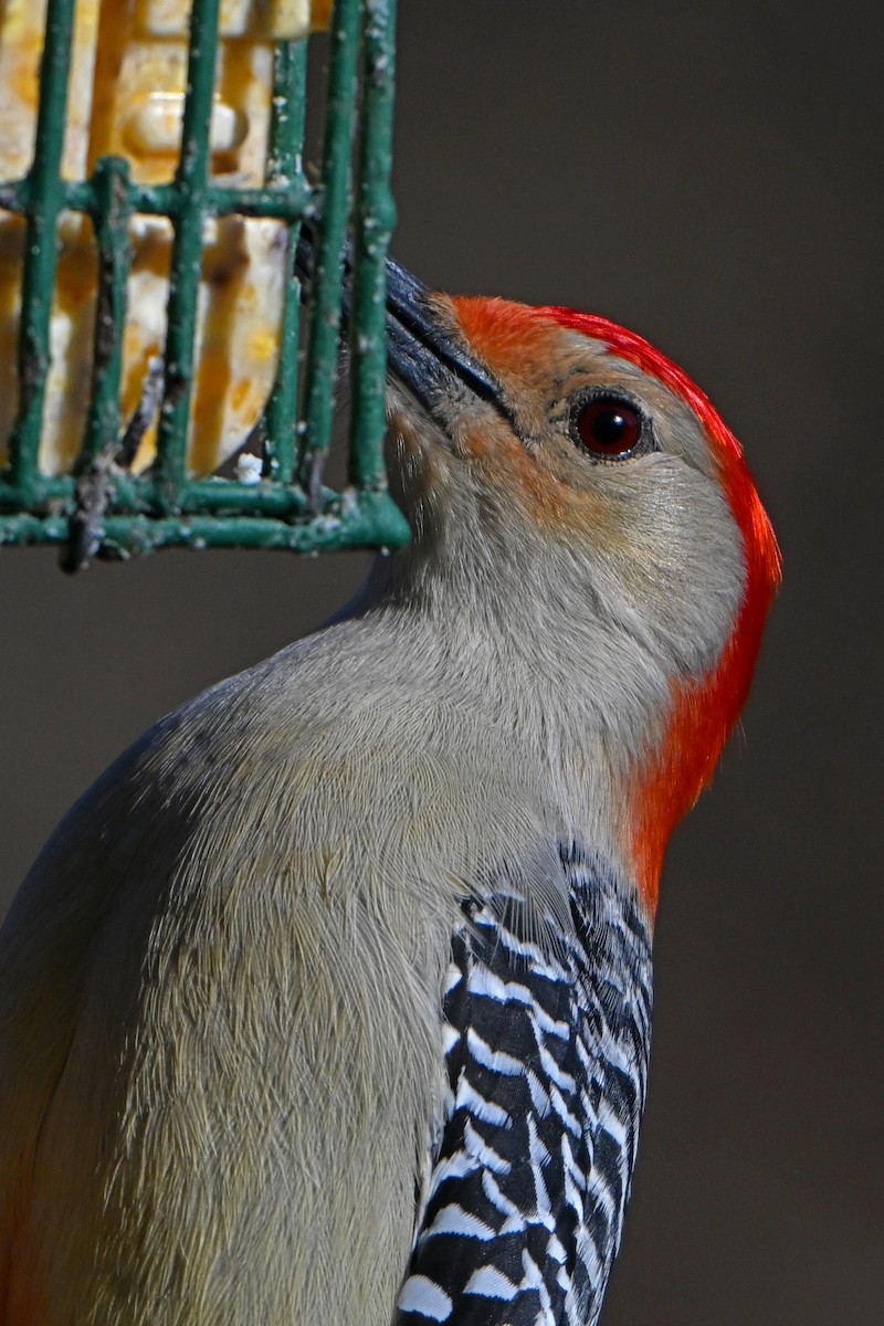 Red-bellied Woodpecker - ML614394219