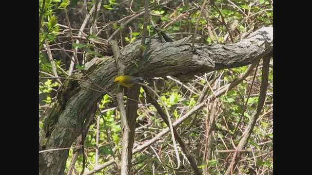 Prothonotary Warbler - ML614394279