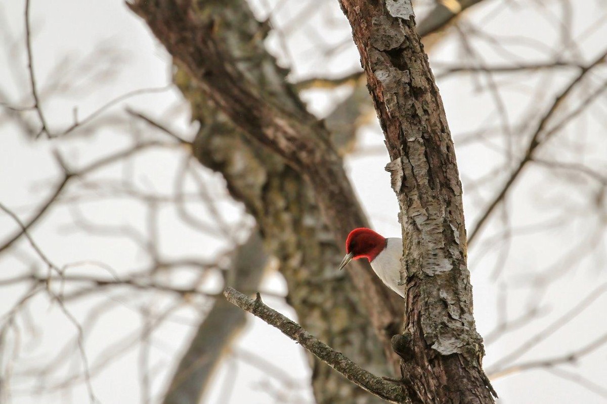 Red-headed Woodpecker - ML614394521