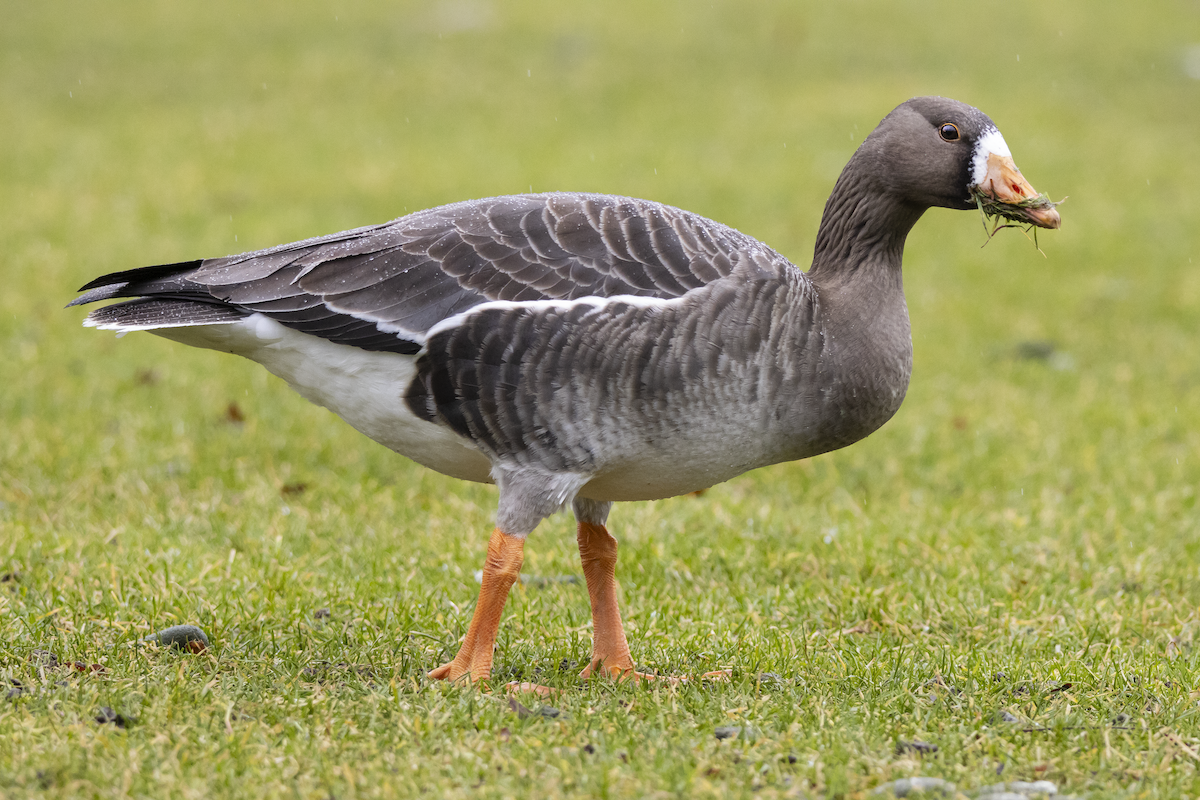 Greater White-fronted Goose - ML614394636