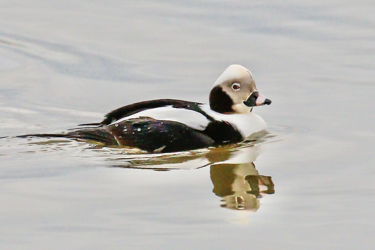 Long-tailed Duck - ML614394829