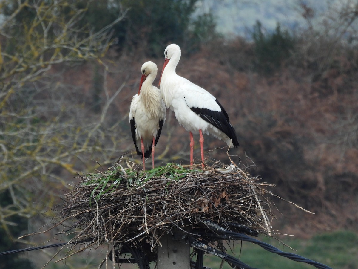 White Stork - Brigitte ibens