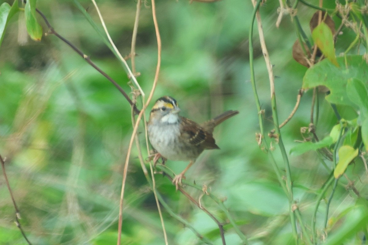 White-throated Sparrow - ML614394872