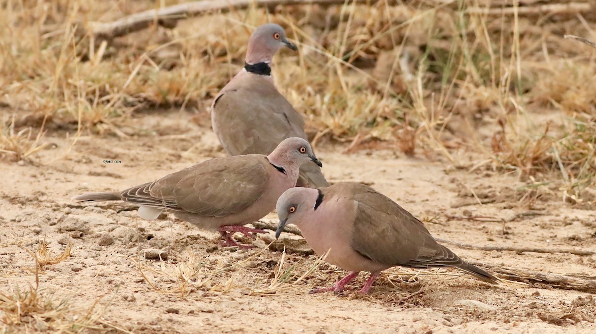 Mourning Collared-Dove - ML614395298