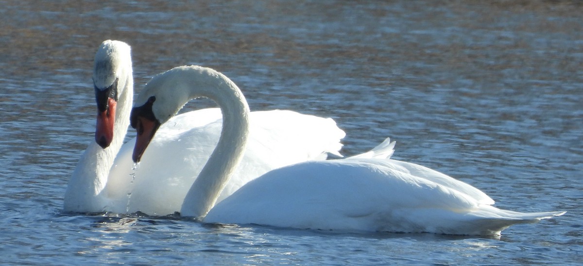 Mute Swan - Brent Daggett
