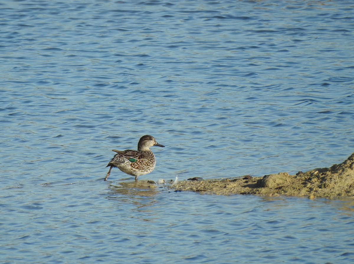 Green-winged Teal - ML614395339
