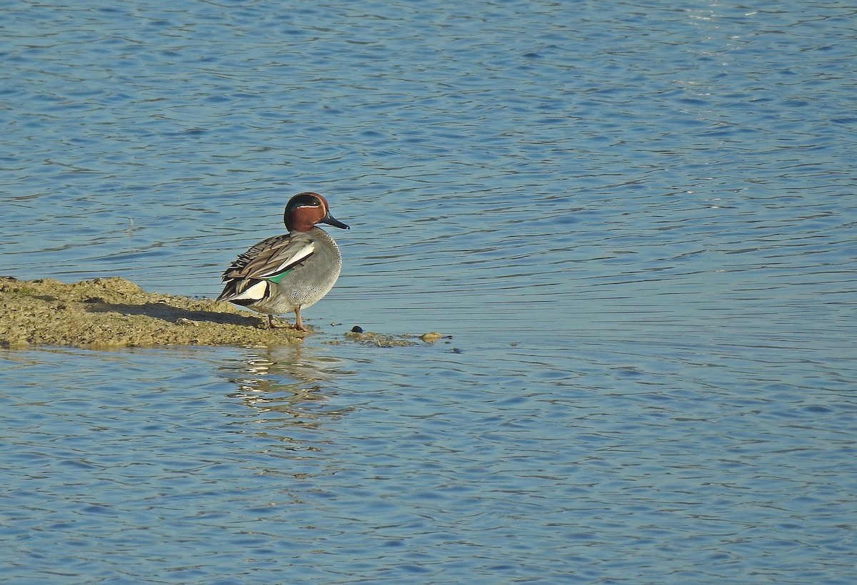 Green-winged Teal - ML614395341