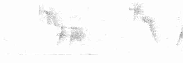 Weißbauch-Dickichtschlüpfer - ML614395480