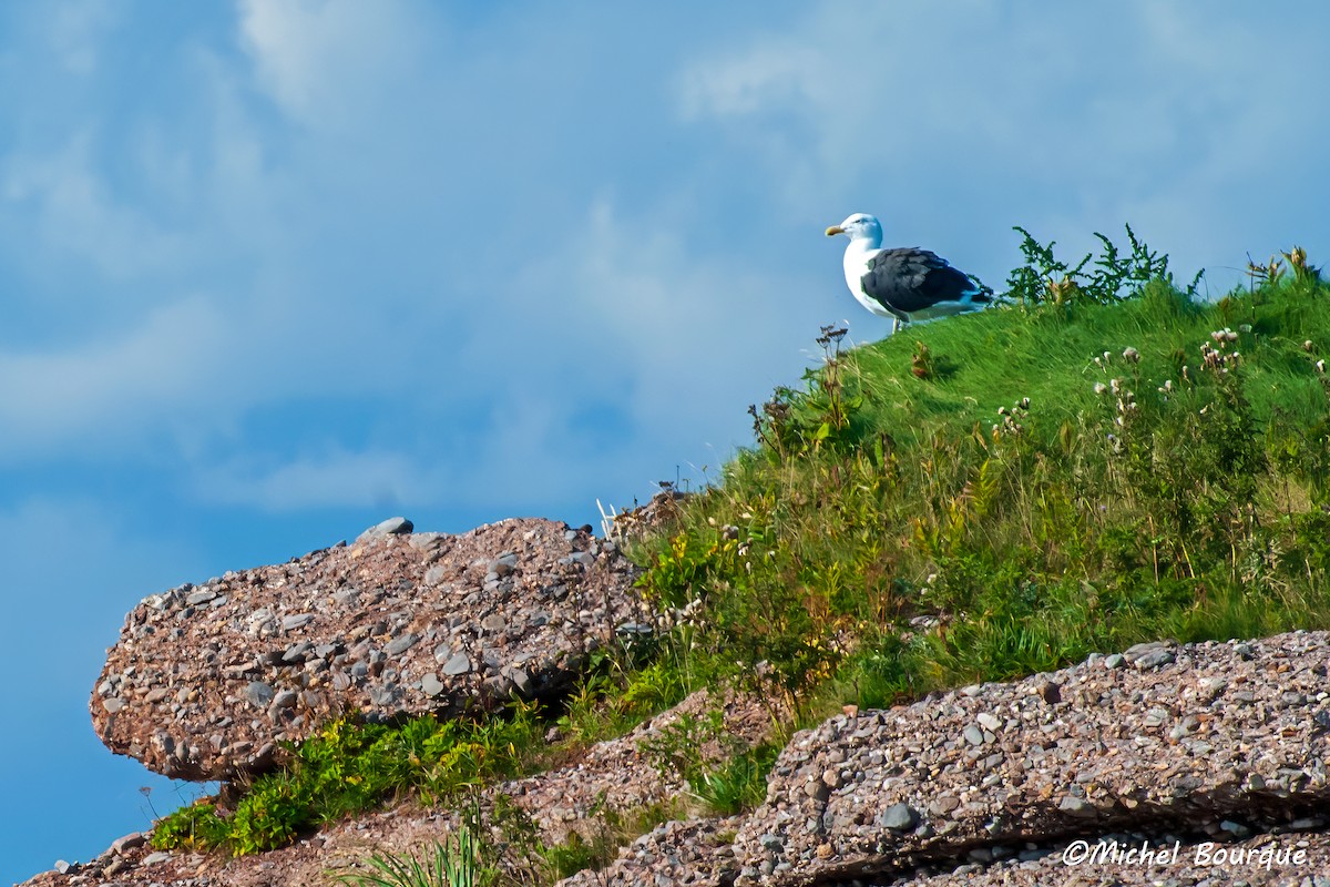 Great Black-backed Gull - Michel Bourque