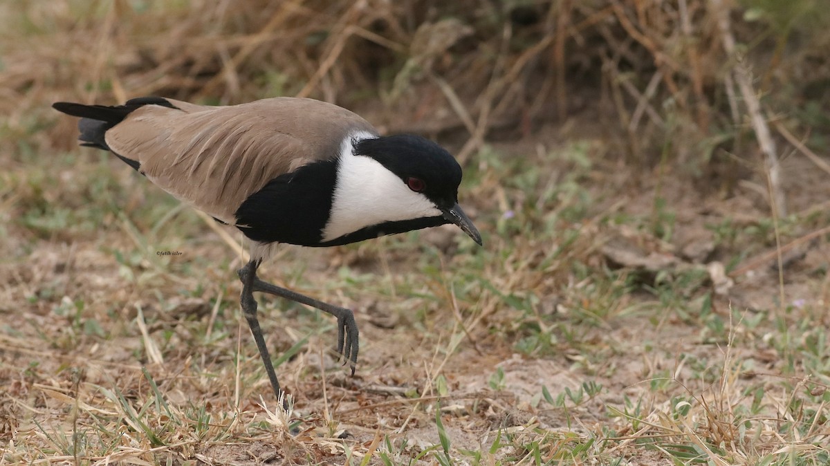 Spur-winged Lapwing - ML614395537
