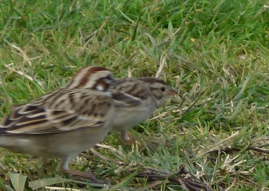 Clay-colored Sparrow - ML614395539