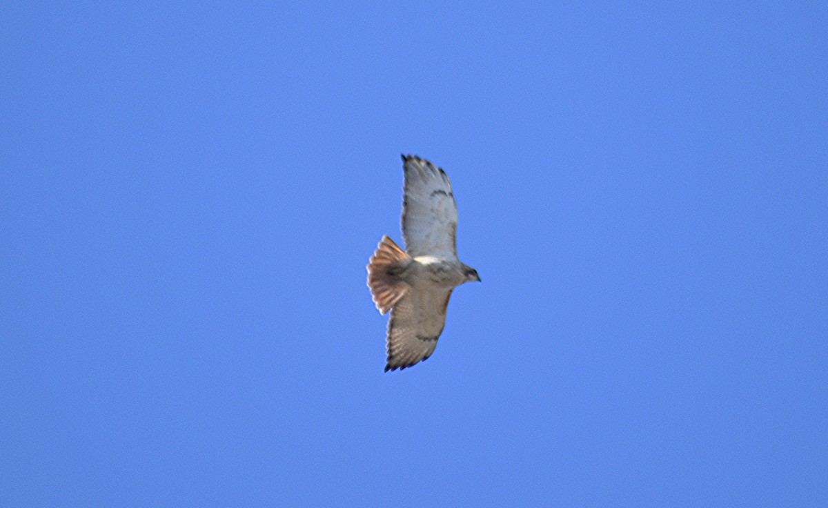 Red-tailed Hawk - ML614395763