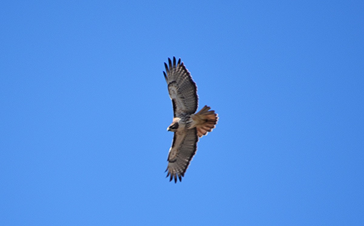 Red-tailed Hawk - ML614395764