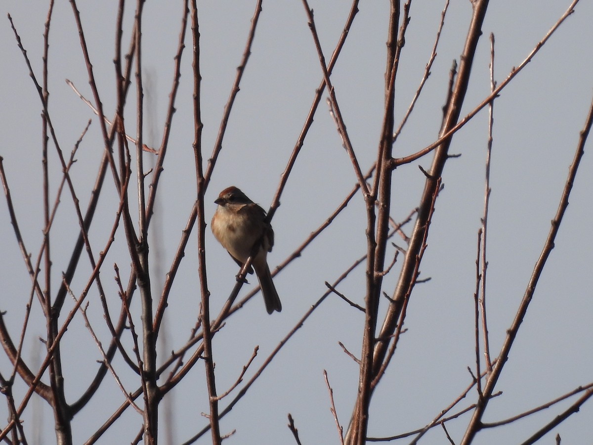American Tree Sparrow - ML614395924