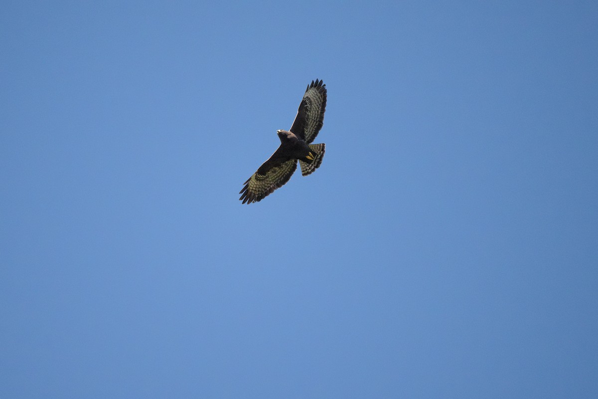 Short-tailed Hawk - ML614395951