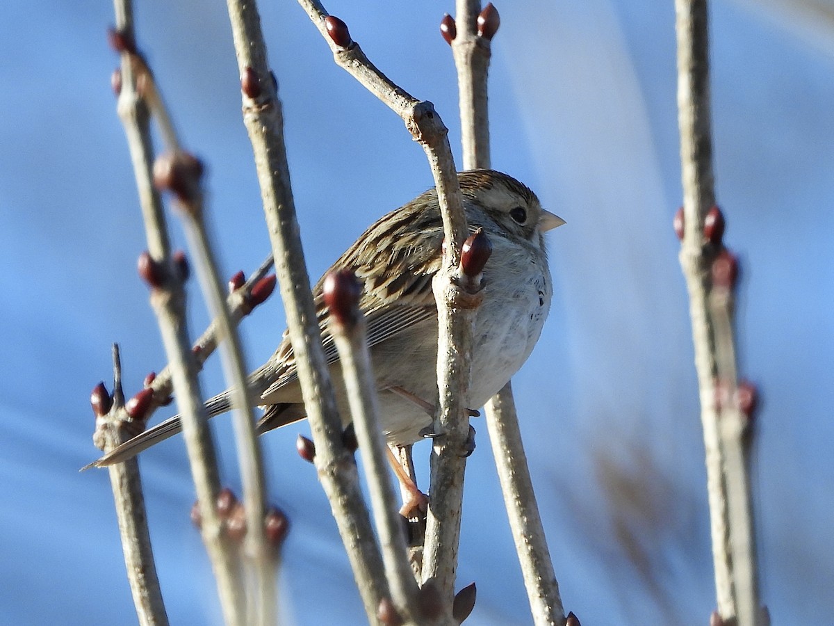 Clay-colored Sparrow - ML614396020