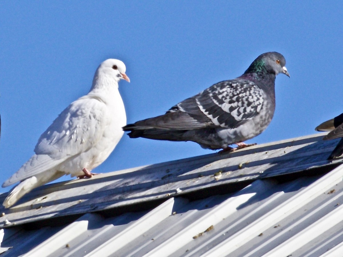 Rock Pigeon (Feral Pigeon) - ML614396051
