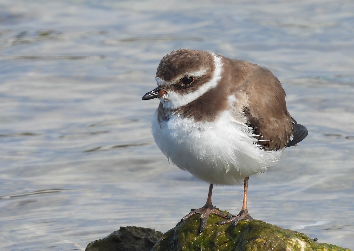 Semipalmated Plover - ML614396101