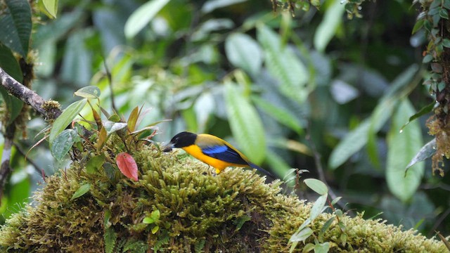 Black-chinned Mountain Tanager - ML614396188