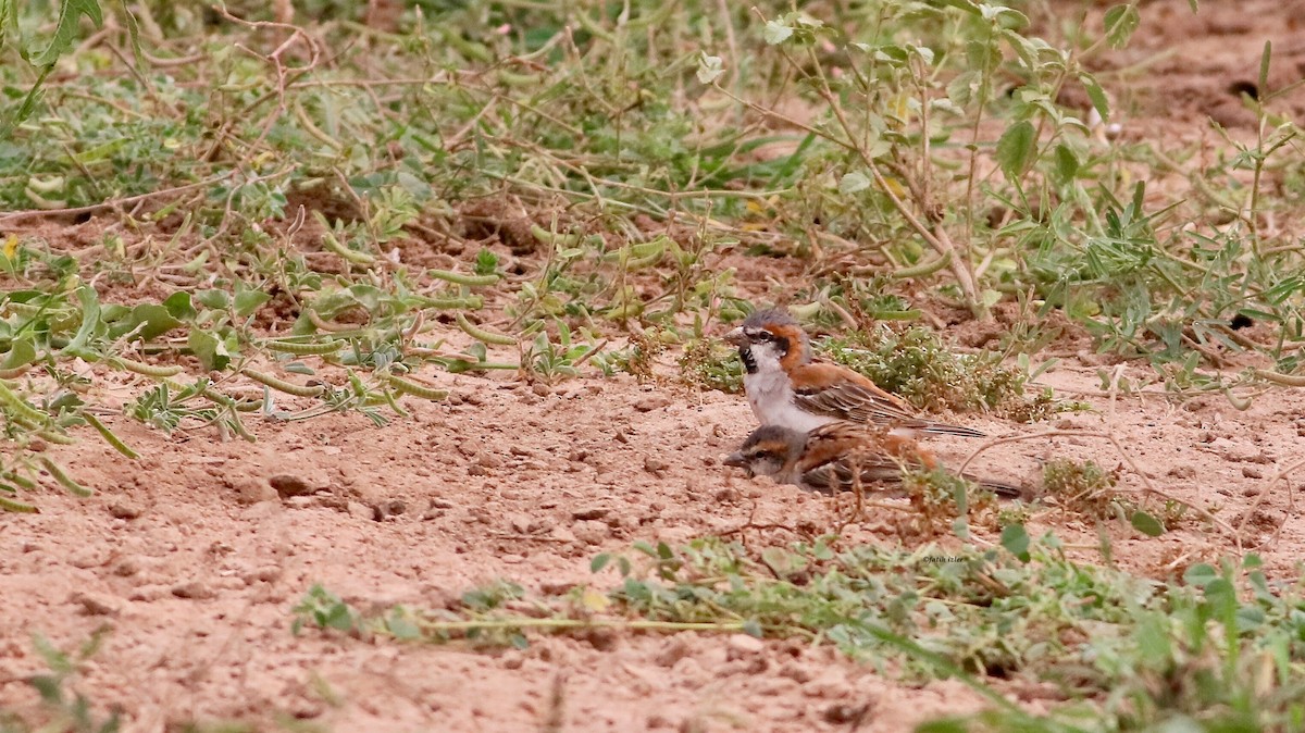 Shelley's Rufous Sparrow - ML614396220