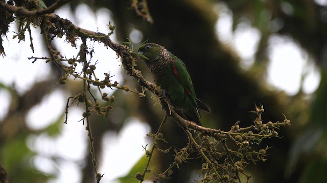 Maroon-tailed Parakeet - ML614396588