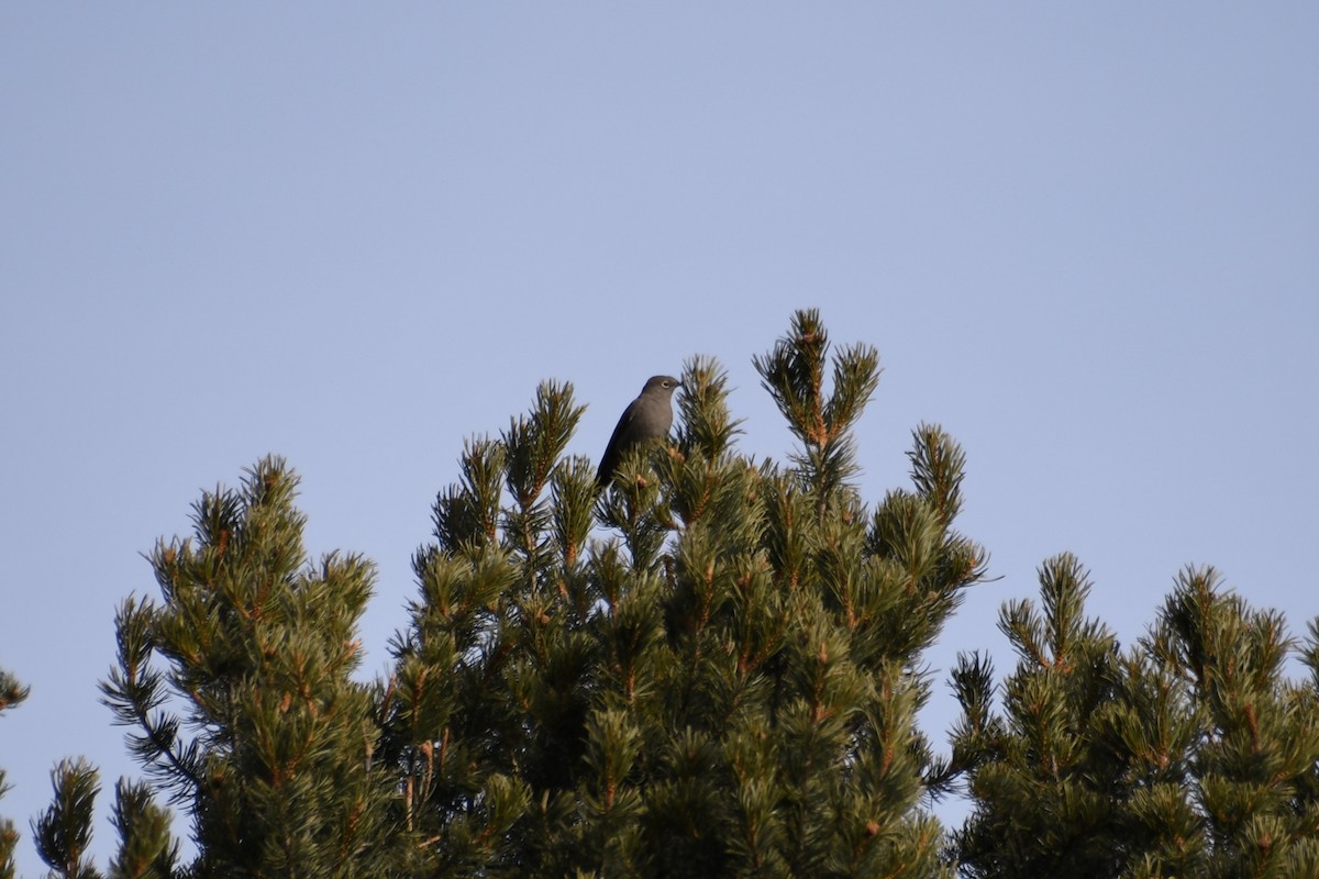 Townsend's Solitaire - ML614396592