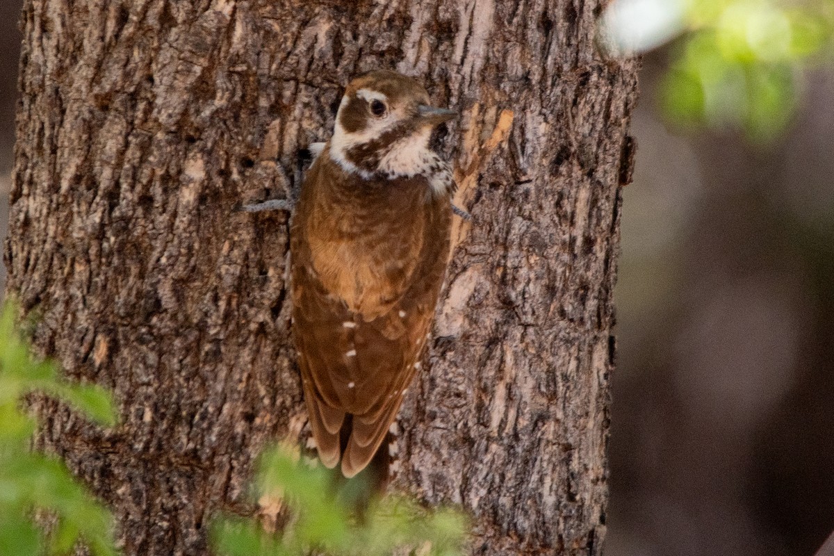 Arizona Woodpecker - ML614396817