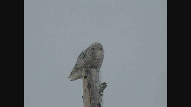 Snowy Owl - ML614397146