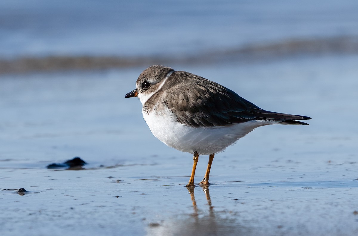 Semipalmated Plover - ML614397283