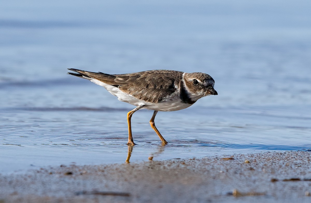 Semipalmated Plover - ML614397298