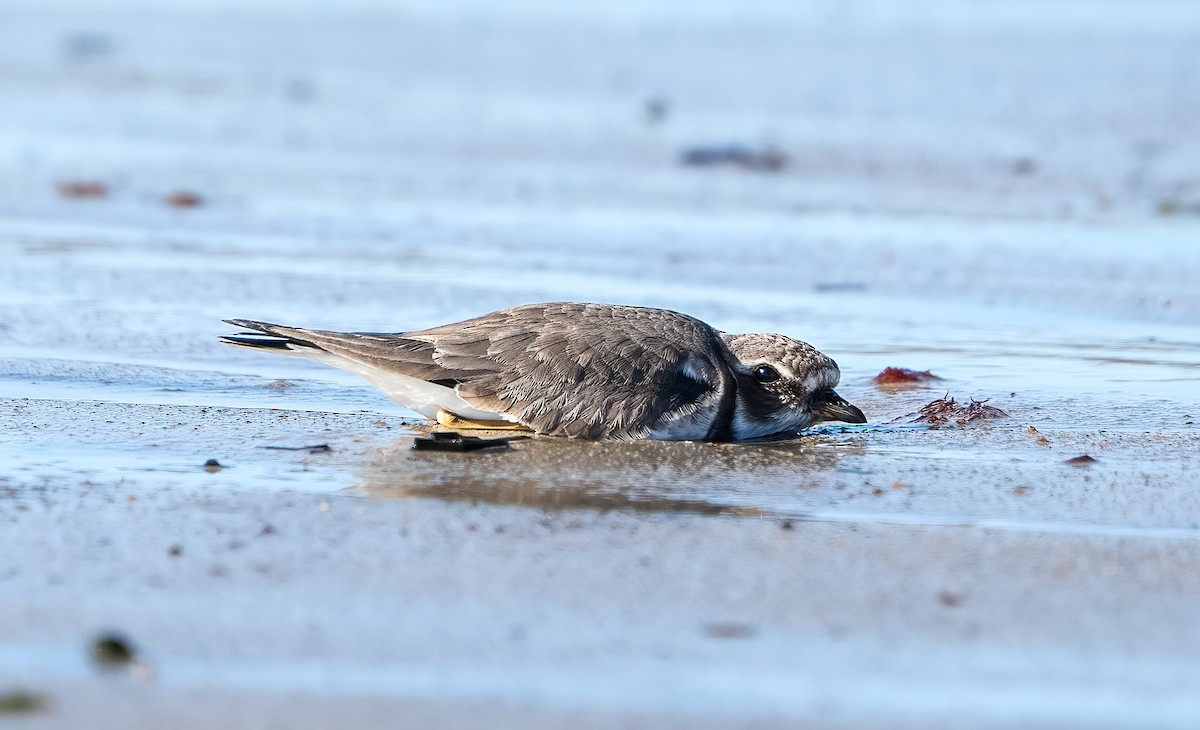 Semipalmated Plover - ML614397325