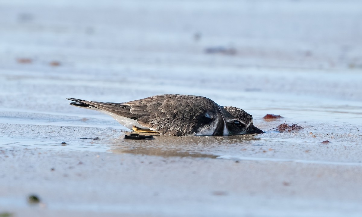 Semipalmated Plover - ML614397335