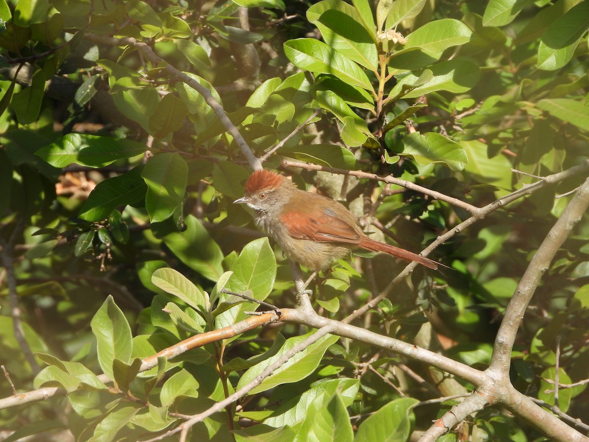 Sooty-fronted Spinetail - ML614397452