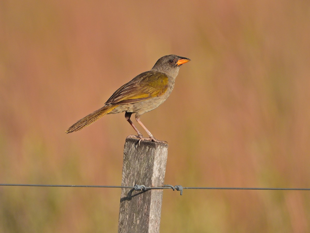 Great Pampa-Finch - Haydee Huwel